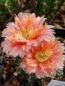 Preview: Gymnocalycium austria gold